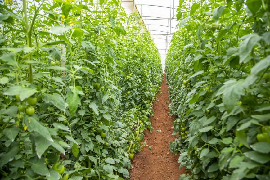 Rwanda’s Agricultural Transformation: A Model for Progress